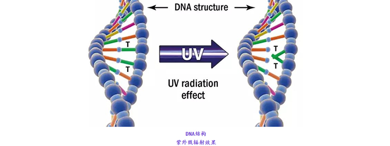 紫外線輻射效果